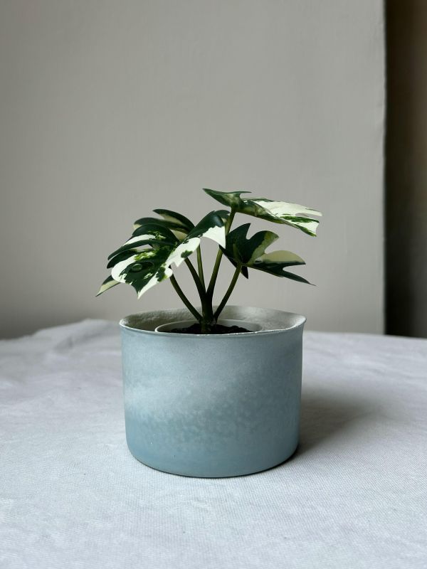 圓形A 手作,水泥,盆器,植栽,多肉,植物,觀葉,塊根,蕨類,盆栽,居家裝飾,水泥盆器