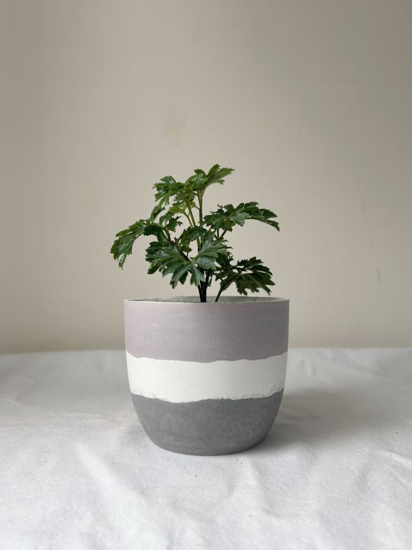 梯形圓 (3吋) 手作,水泥,盆器,植栽,多肉,植物,觀葉,塊根,蕨類,盆栽,居家裝飾