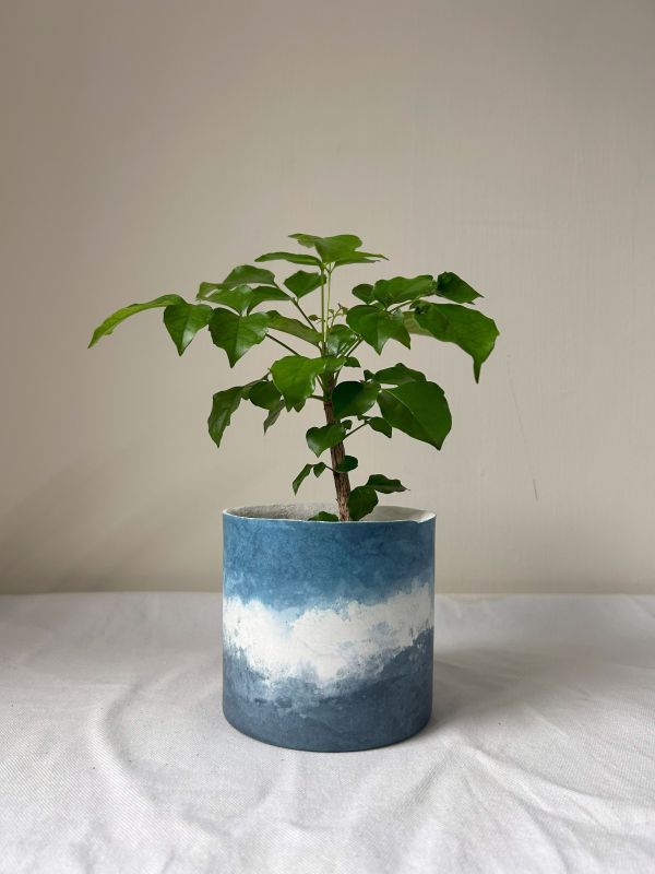 圓形B 手作,水泥,盆器,植栽,多肉,植物,觀葉,塊根,蕨類,盆栽,居家裝飾