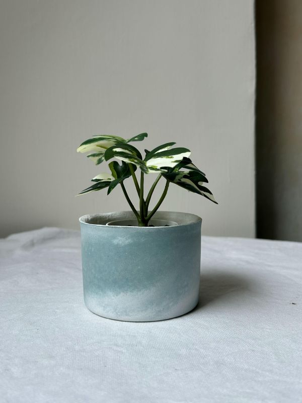 圓形A 手作,水泥,盆器,植栽,多肉,植物,觀葉,塊根,蕨類,盆栽,居家裝飾,水泥盆器