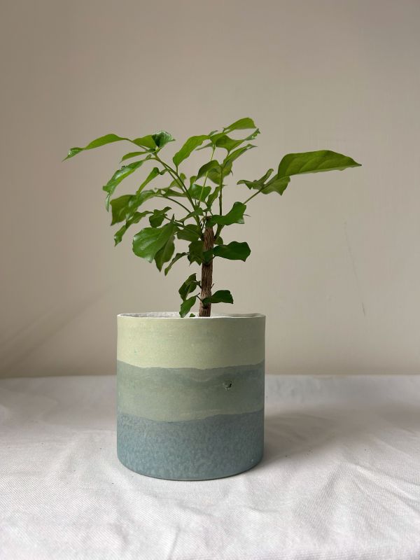 圓形B 手作,水泥,盆器,植栽,多肉,植物,觀葉,塊根,蕨類,盆栽,居家裝飾