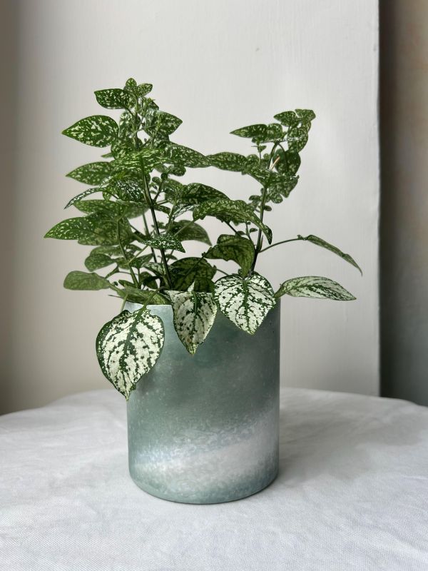 圓形D 手作,水泥,盆器,植栽,多肉,植物,觀葉,塊根,蕨類,盆栽,居家裝飾