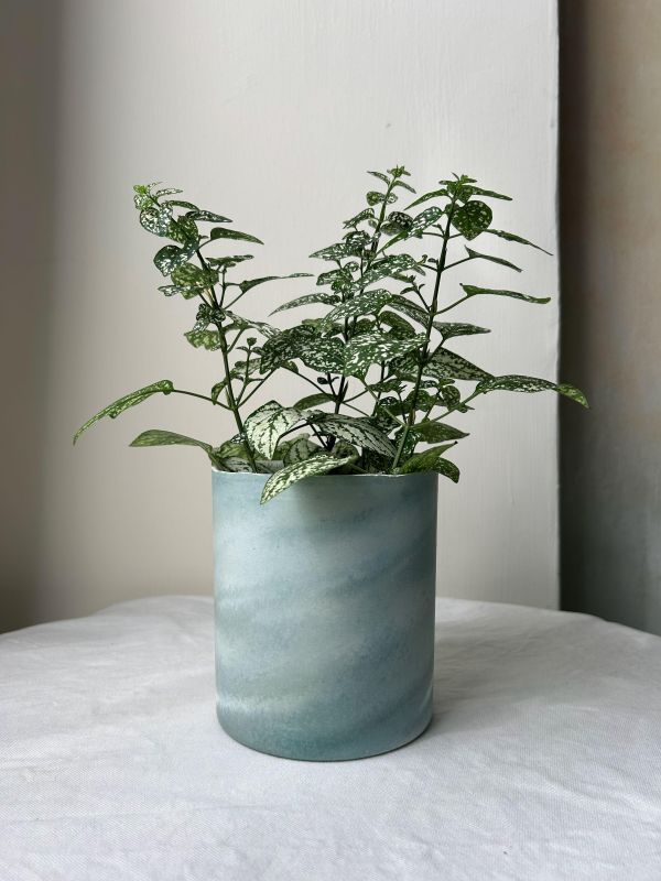 圓形D 手作,水泥,盆器,植栽,多肉,植物,觀葉,塊根,蕨類,盆栽,居家裝飾