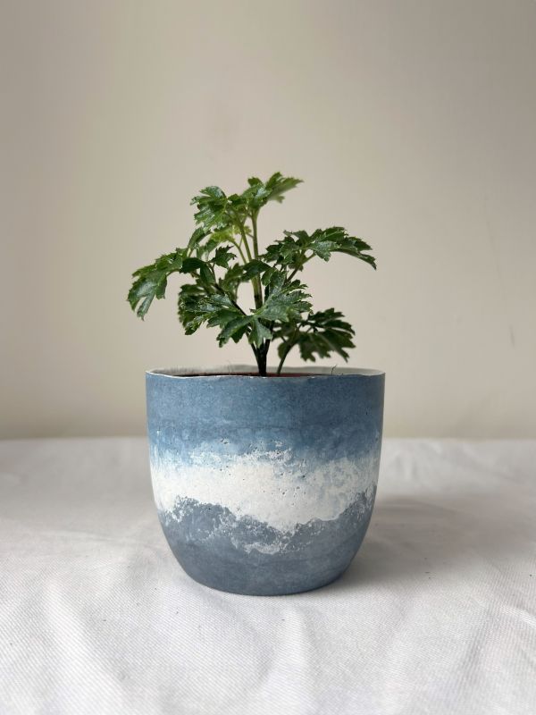 梯形圓 (3吋) 手作,水泥,盆器,植栽,多肉,植物,觀葉,塊根,蕨類,盆栽,居家裝飾