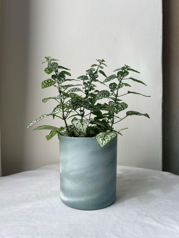 圓形D 手作,水泥,盆器,植栽,多肉,植物,觀葉,塊根,蕨類,盆栽,居家裝飾