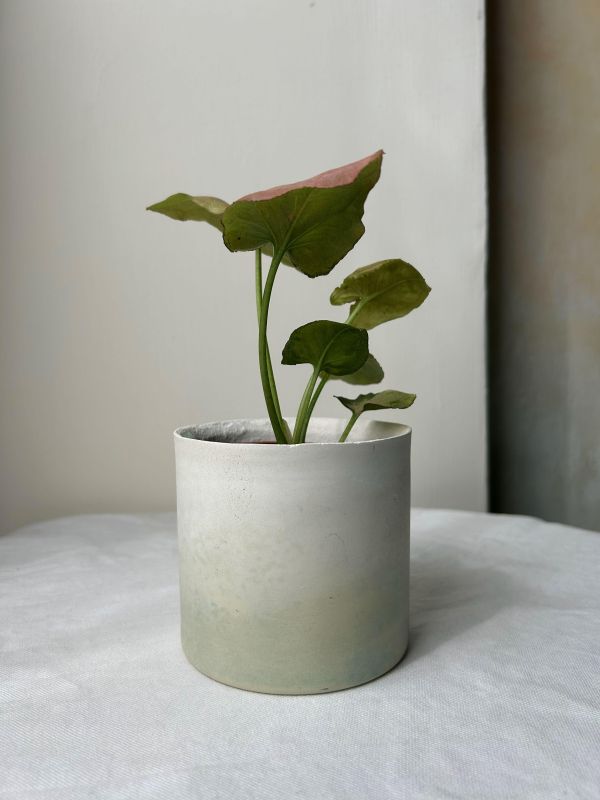 圓形B 手作,水泥,盆器,植栽,多肉,植物,觀葉,塊根,蕨類,盆栽,居家裝飾