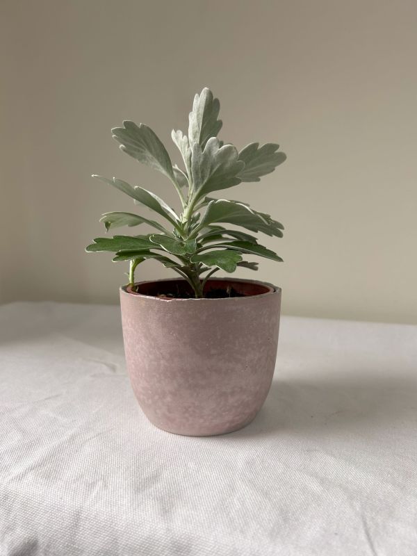 梯形圓 (3吋) 手作,水泥,盆器,植栽,多肉,植物,觀葉,塊根,蕨類,盆栽,居家裝飾,水泥盆器