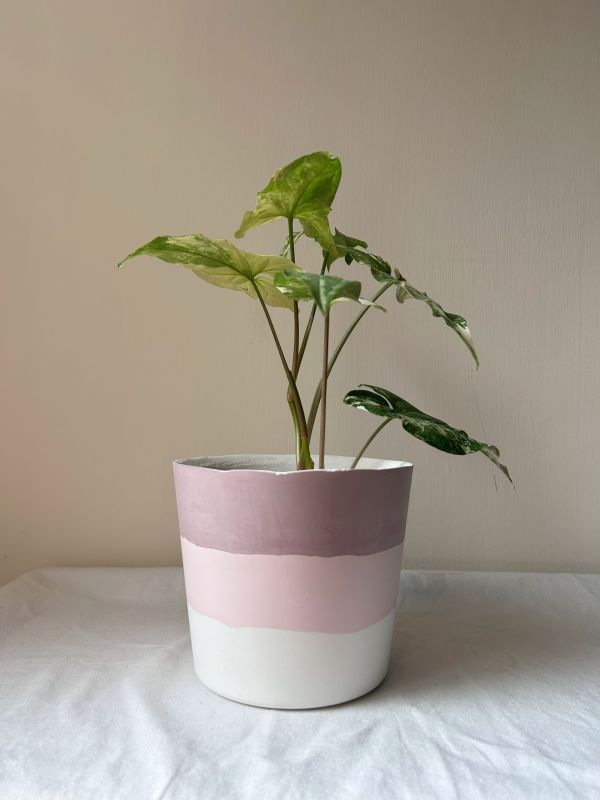 梯形圓 (5吋) 手作,水泥,盆器,植栽,多肉,植物,觀葉,塊根,蕨類,盆栽,居家裝飾