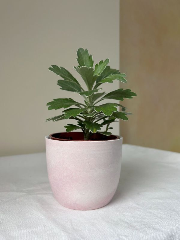 梯形圓 (3吋) 手作,水泥,盆器,植栽,多肉,植物,觀葉,塊根,蕨類,盆栽,居家裝飾
