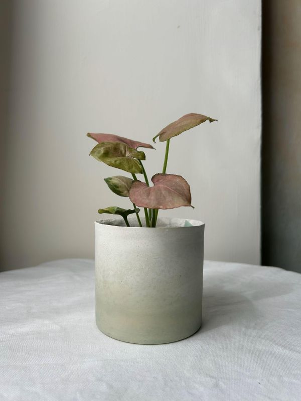 圓形B 手作,水泥,盆器,植栽,多肉,植物,觀葉,塊根,蕨類,盆栽,居家裝飾