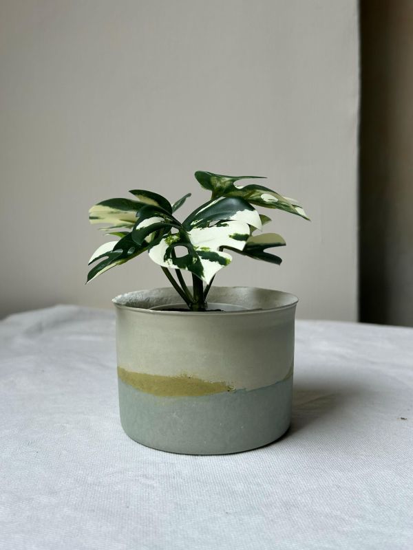 圓形A 手作,水泥,盆器,植栽,多肉,植物,觀葉,塊根,蕨類,盆栽,居家裝飾,水泥盆器