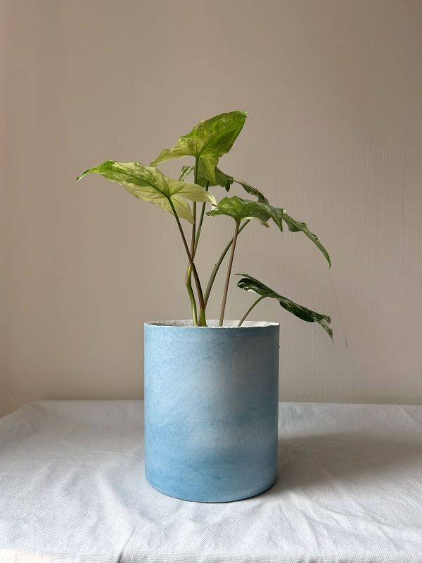 圓形D 手作,水泥,盆器,植栽,多肉,植物,觀葉,塊根,蕨類,盆栽,居家裝飾