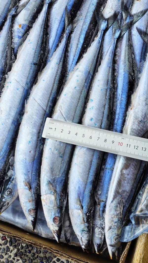 (免運)特大秋刀魚  每箱10公斤(含箱重) 約55尾 