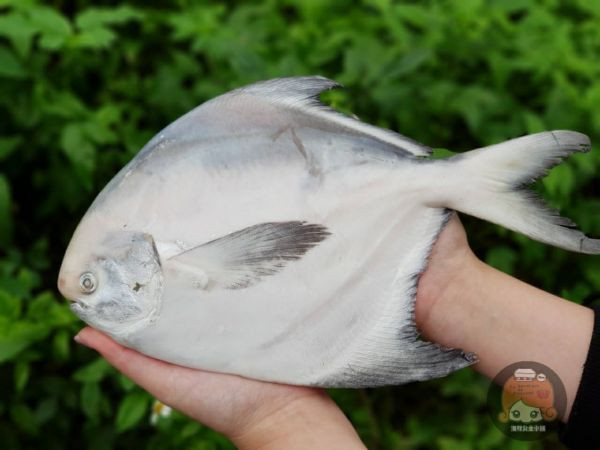 (免運) 野生白鯧  *2尾 /組 每隻 500~600 g 