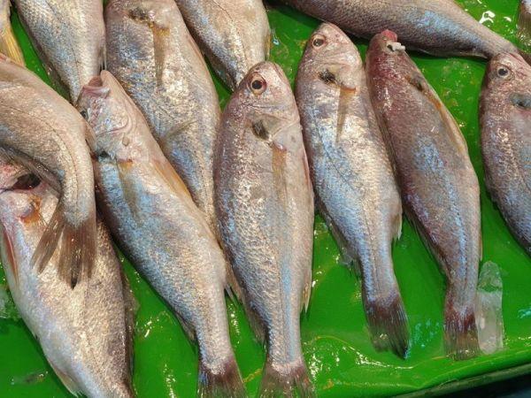 台灣現撈急凍野生白口 