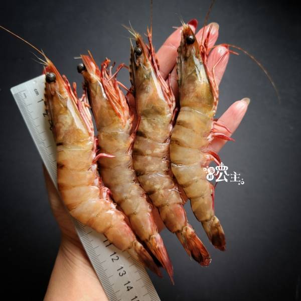 野生肥豬蝦500g 約11~14隻 隨機出貨 