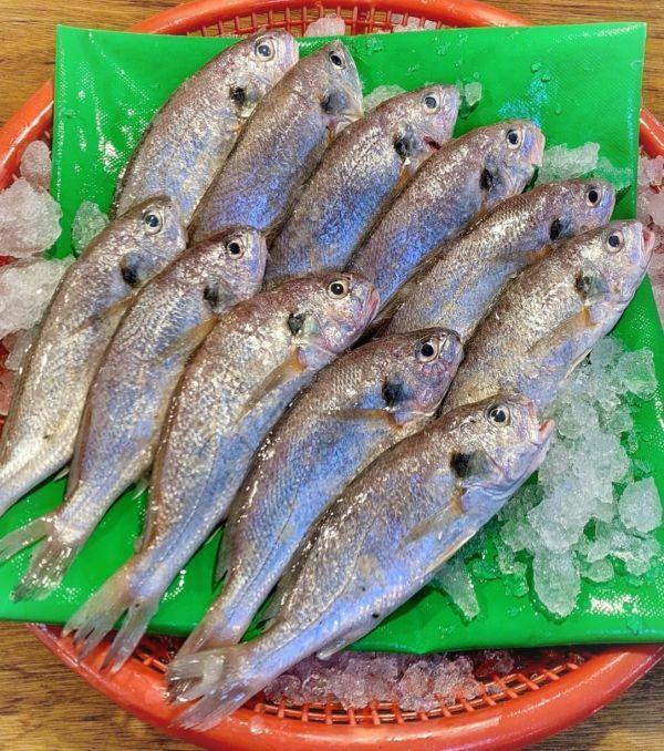 台灣現撈急凍野生白口 