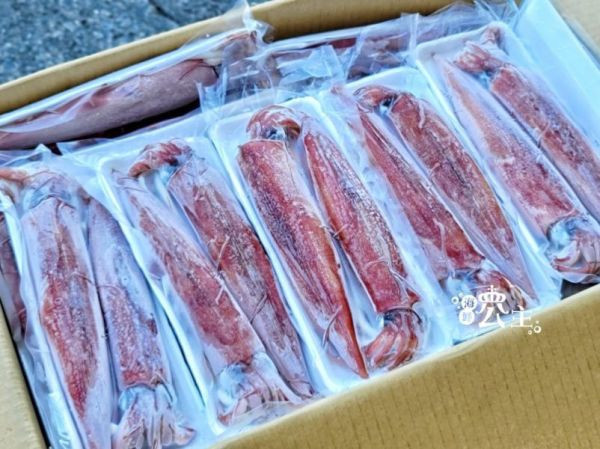 台灣頂級船釣活凍透抽   每盒 500g 以上/2~3隻 每隻體型肥厚約20cm 