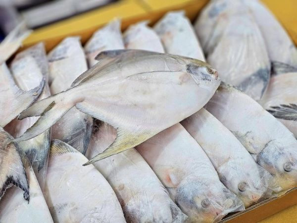 (免運) 野生白鯧  *2尾 /組 每隻 500~600 g 