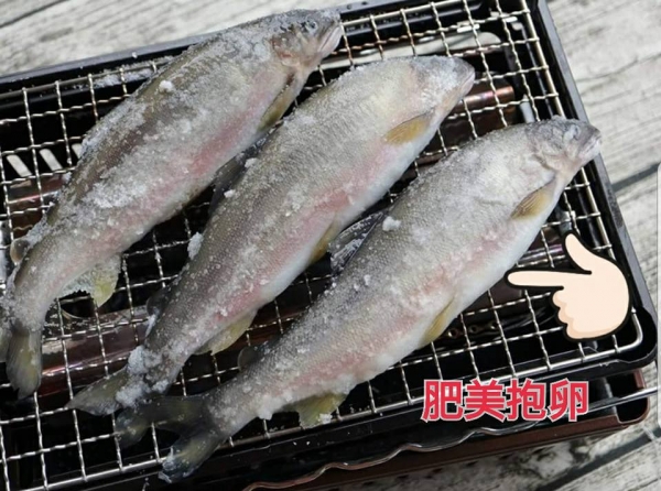 巨無霸(母)香魚 4隻裝 900g 