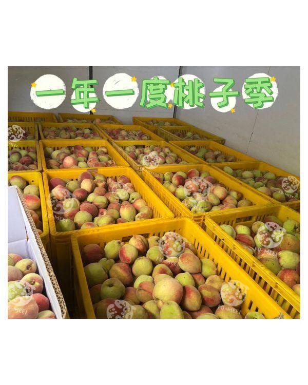 富美-冰桃戀人（季節限定） 500g(固形物280g) 