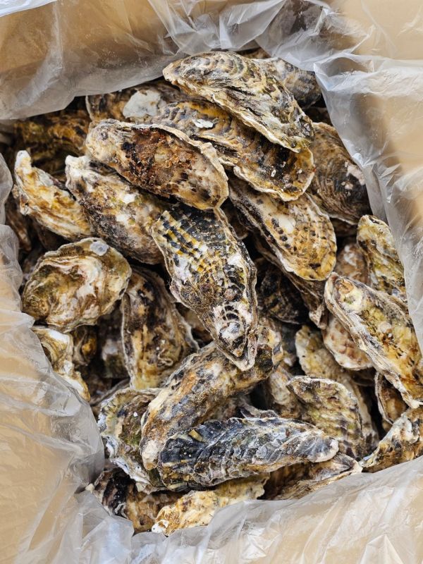 日本宮城全殼生蠔 (生食級)  一手無法掌握 !  每顆100~150G   (8顆裝) 