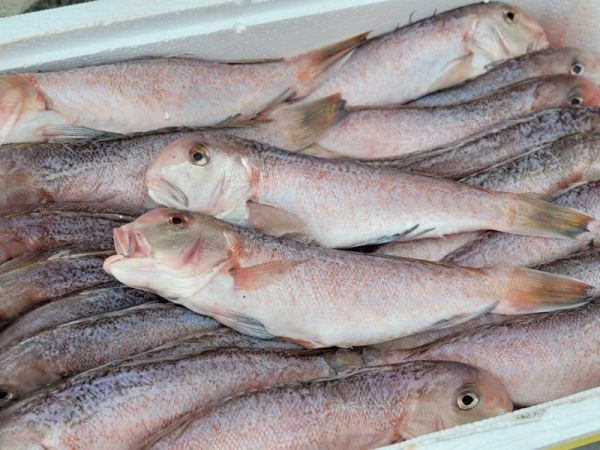 (免運)野生馬頭魚 (去鱗去鰓去肚)  每隻200g 以上  *10尾/組 