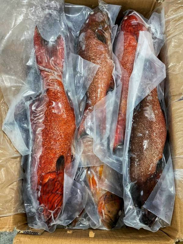野生紅鰷石斑 每隻500g 以上 