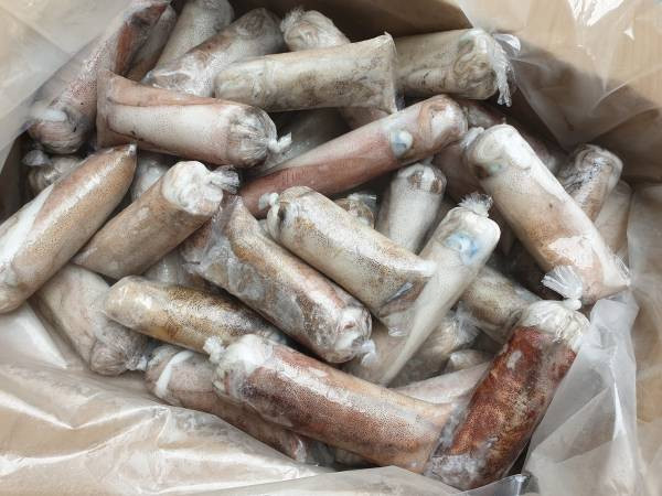 (免運) 菲律賓活凍軟絲 200g以上 *10隻/組 