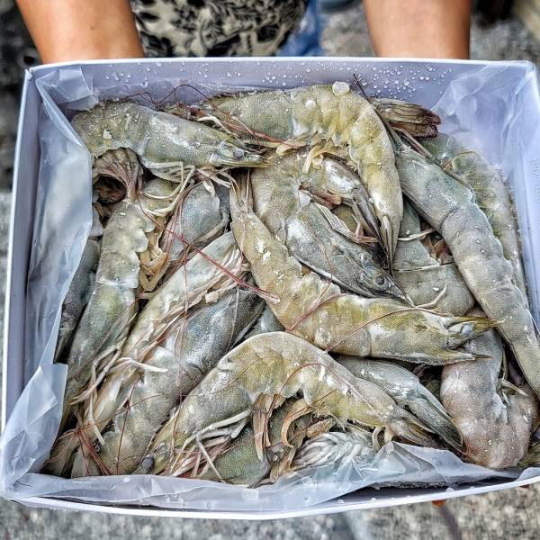 活凍大白蝦  每盒550g±10% 約18-20隻 