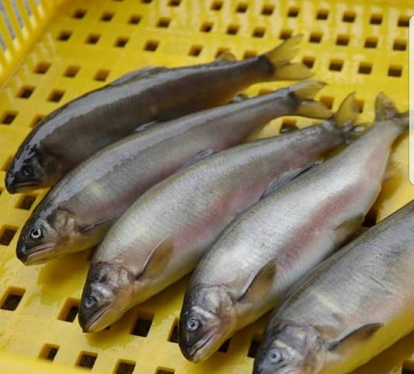 (免運) 巨無霸(母)香魚4入  *2盒 每盒 900g 