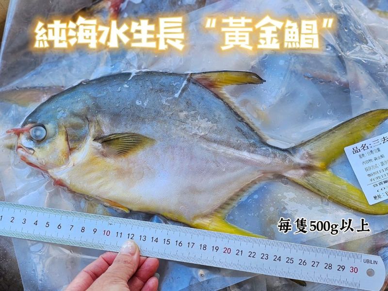 台灣純海水生長【黃金鲳】  每隻超過600g 無包冰純重呦!! 