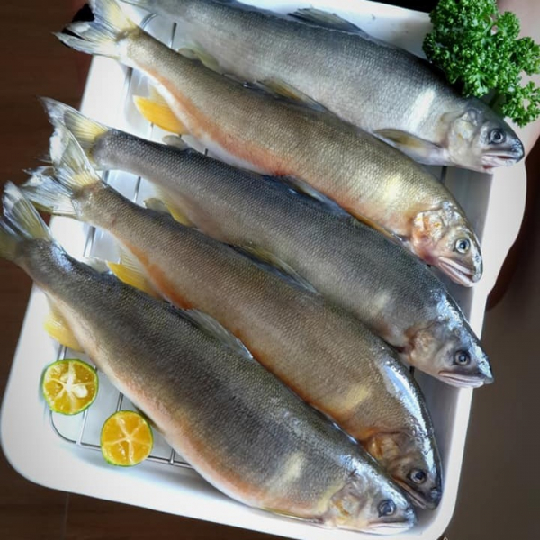 (免運) 巨無霸(母)香魚4入  *2盒 每盒 900g 