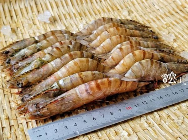 野生肥豬蝦500g 約11~14隻 隨機出貨 
