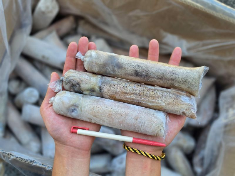 (免運) 菲律賓活凍小軟絲  每包重量 1.5 公斤正負10%   約 8~10隻 