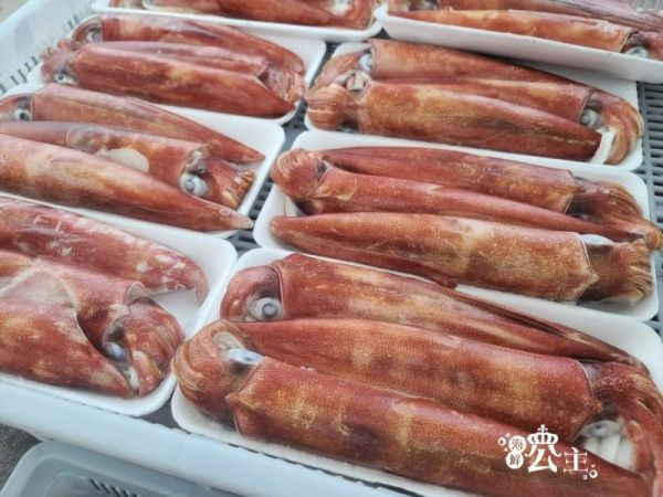 台灣頂級船釣活凍透抽 每盒450g以上/2~3隻 每隻體型肥厚約20cm 