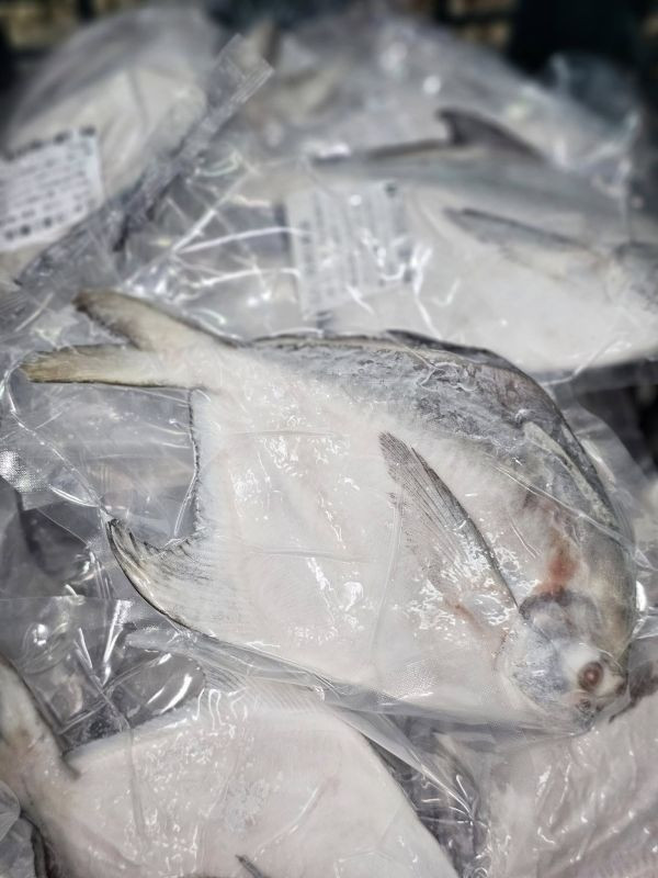 野生白鯧 每隻 500~600 g 