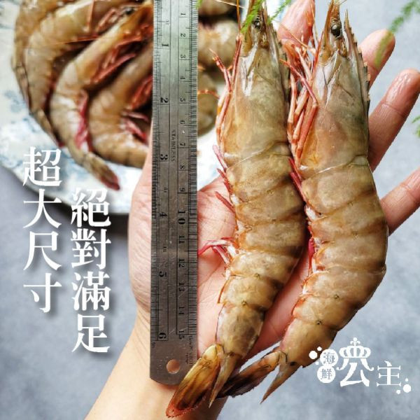 野生肥豬蝦 ( 500g約11-13隻) 