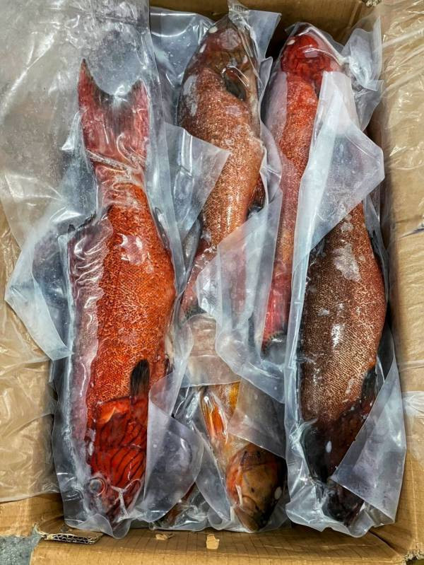 (免運)野生紅鰷石斑 每隻500g 以上  *4隻組 
