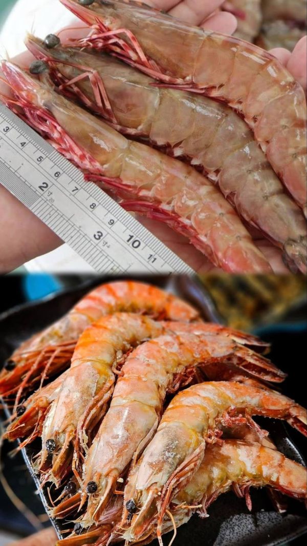 (免運優惠) 普渡限定套組 