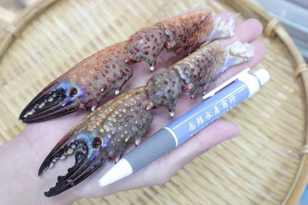 免運【菲律賓石蟹腳】每箱淨重2kg  約60-70隻 