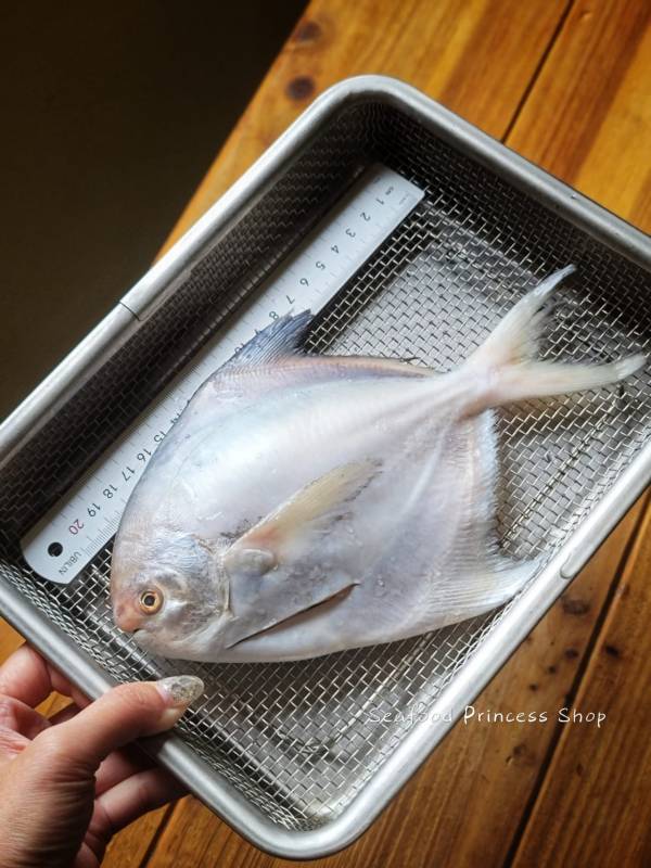 野生白鯧 每隻200g 以上 