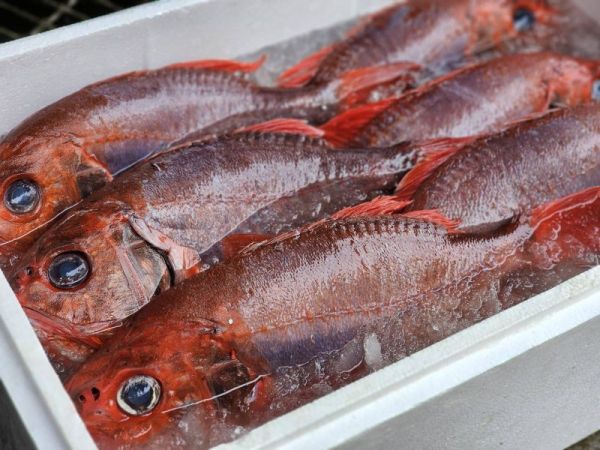 現撈 深海紅皮刀舅(橋燧鯛)   每隻500克 以上 