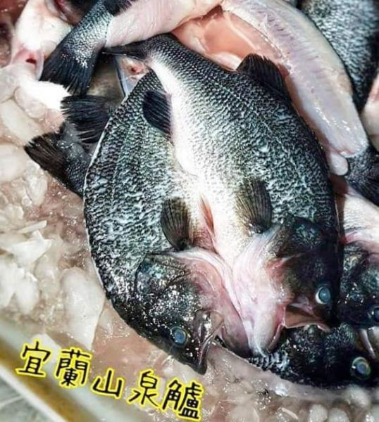 宜蘭山泉鱸魚 每尾500g以上 