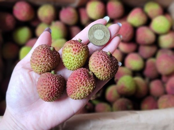 高雄旗山產銷履歷玉荷包(無枝顆粒裝) 5台斤/箱  預計5月25日陸續出貨 (不含假日) 都是現採鮮寄 請耐心等待 