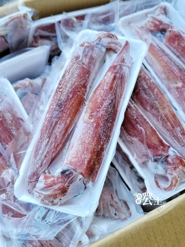 台灣頂級船釣活凍透抽   每盒 500g 以上/2~3隻 每隻體型肥厚約20cm 