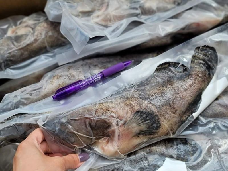 龍虎石斑 500g 以上 (去鱗去腮去肚) 