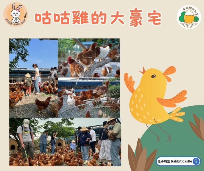 咕咕雞探險隊｜長短樹放牧蛋 