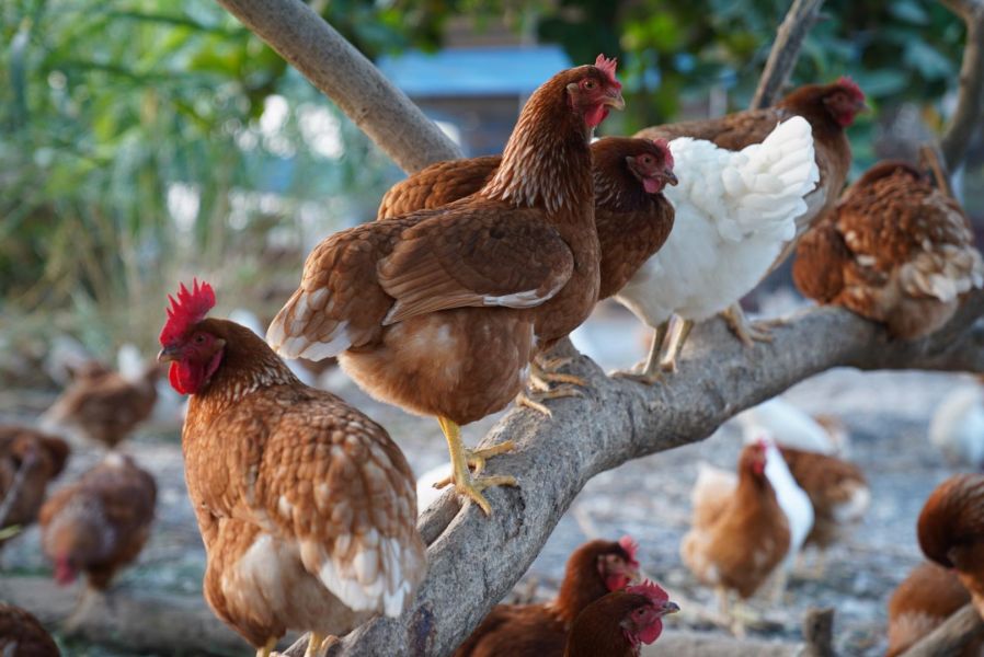 咕咕雞探險隊｜長短樹放牧蛋 