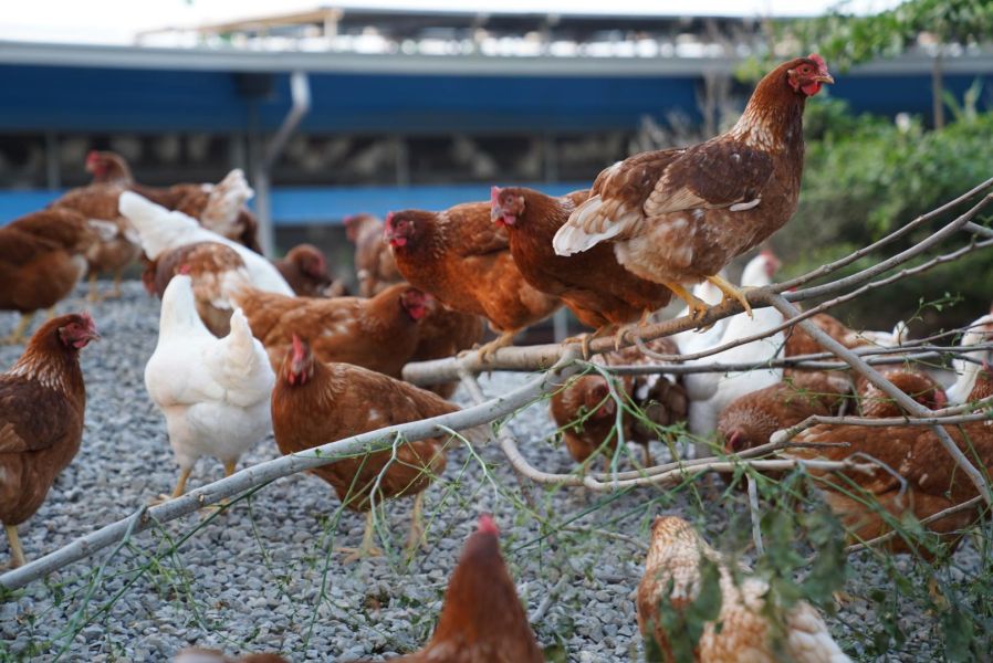 咕咕雞探險隊｜長短樹放牧蛋 